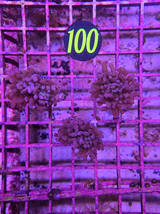 Dark Storm Hammer Frag