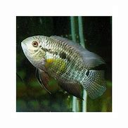 Dimerus Cichlid Med