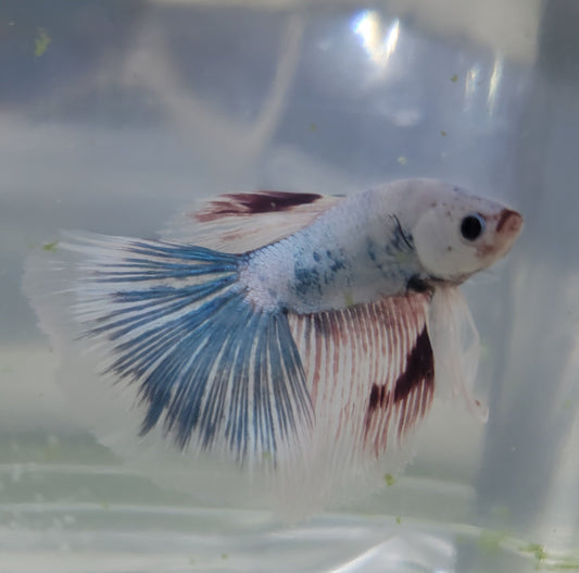 Dragon Scale Super Delta Male