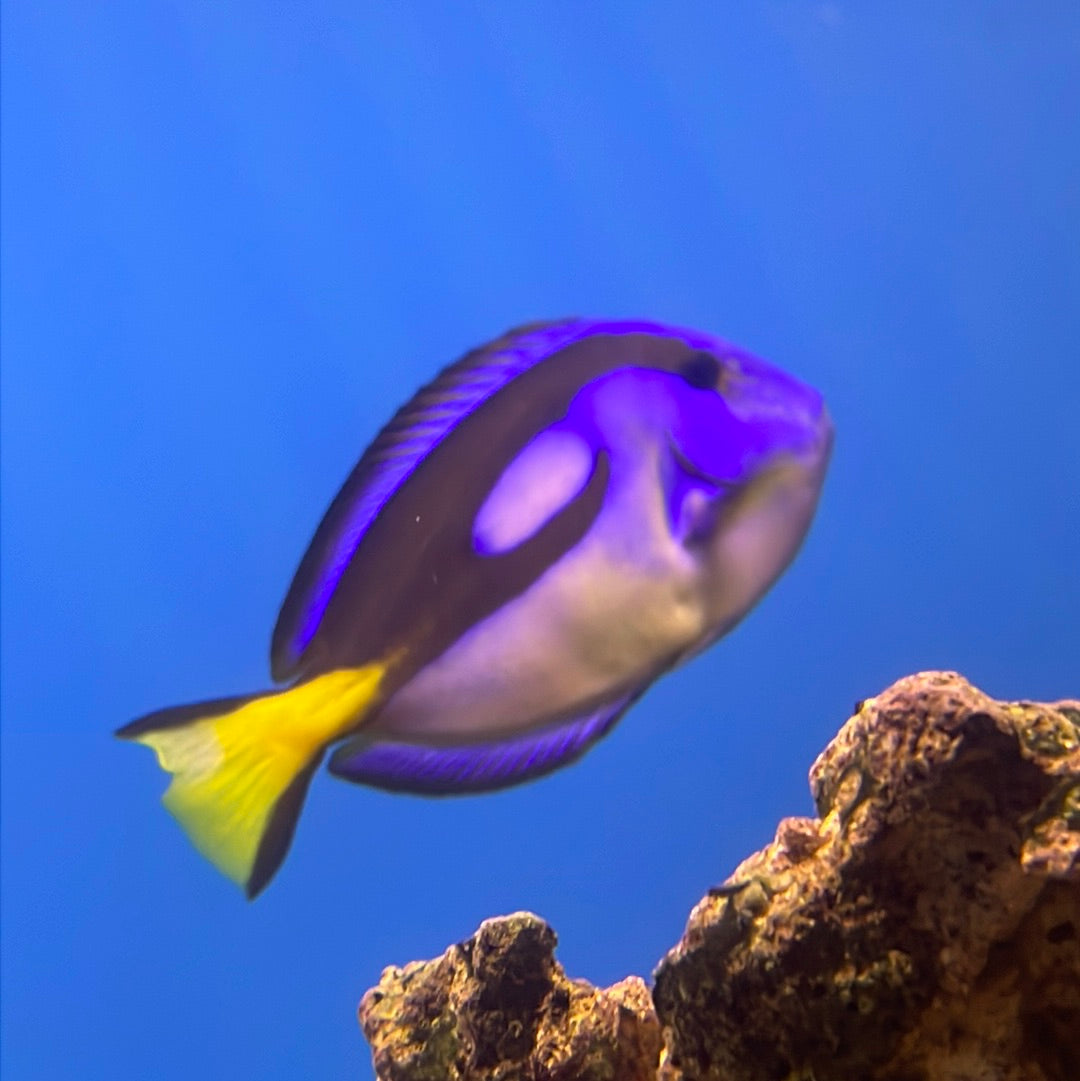 Yellow Belly Hippo Tang Med/Lg