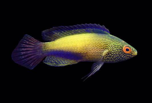 Rhomboid Wrasse Super Male