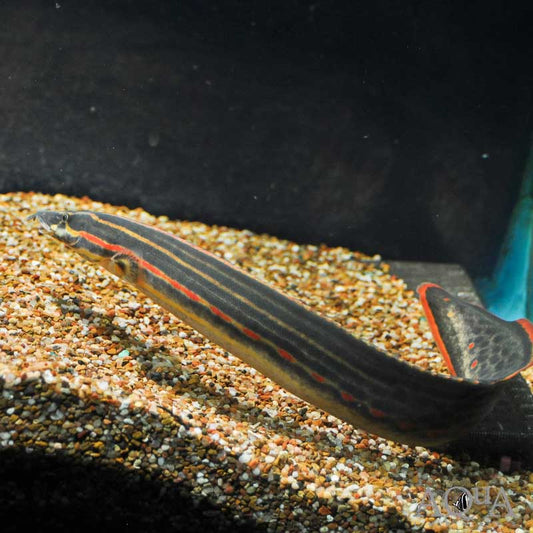 Eel Fire Lg.