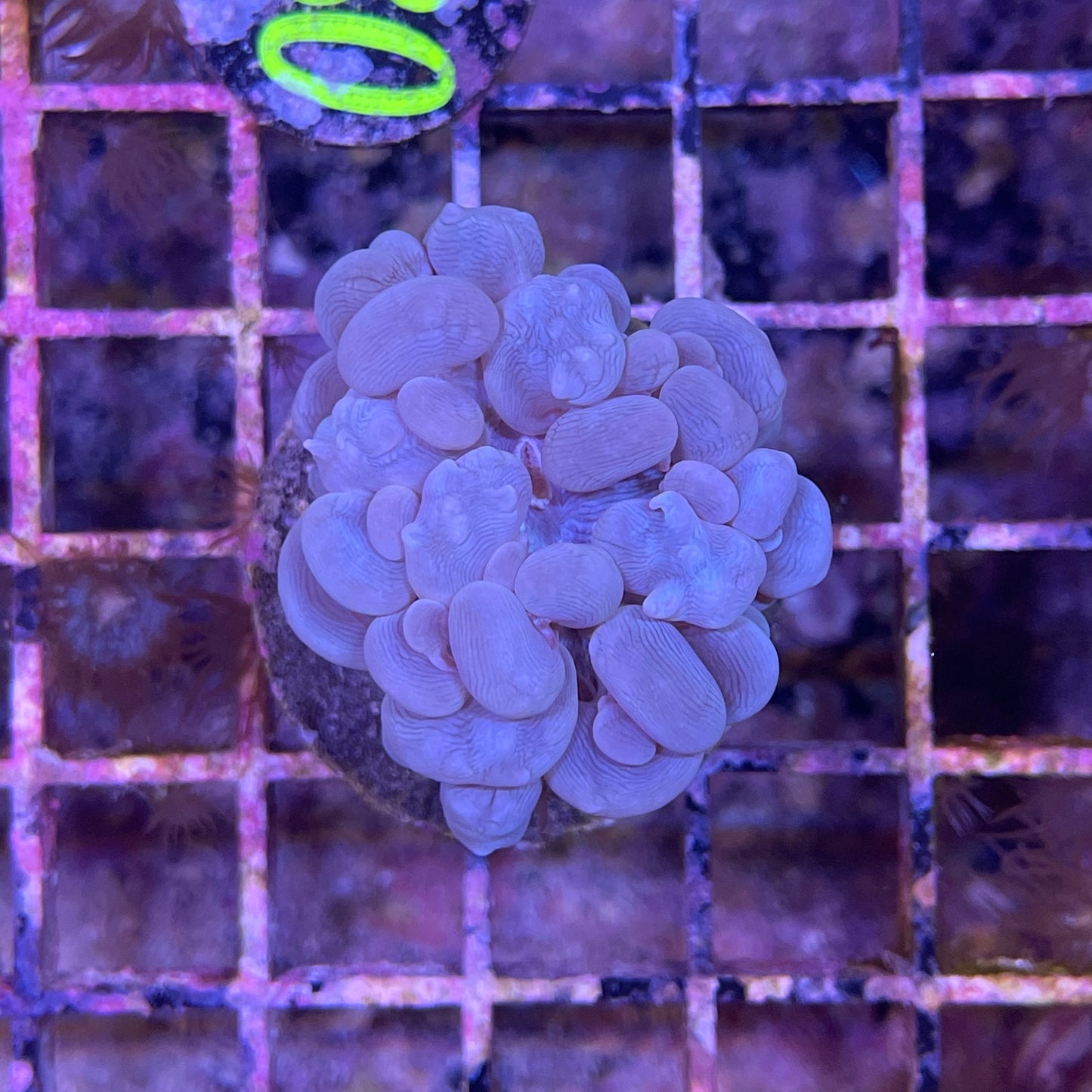 Neon Green Bubble Coral