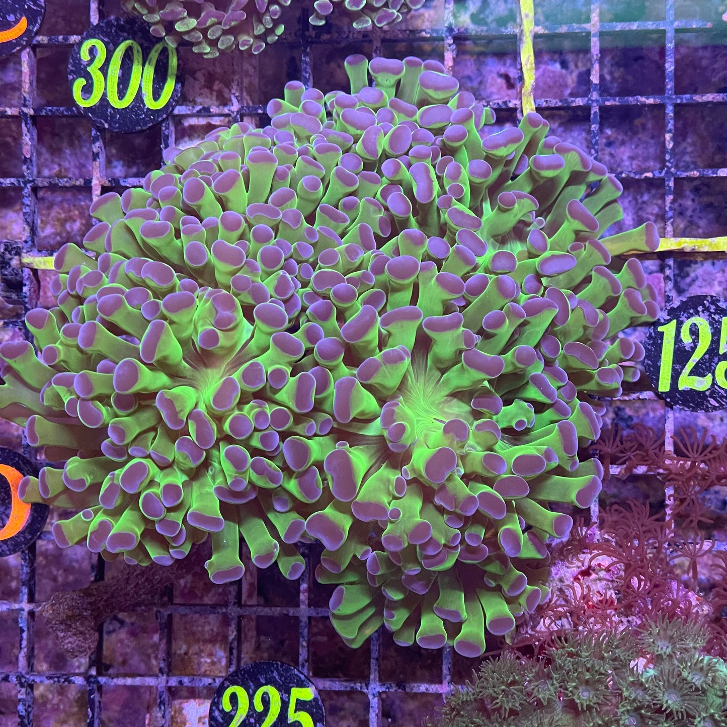 Hammer Coral 6 Head