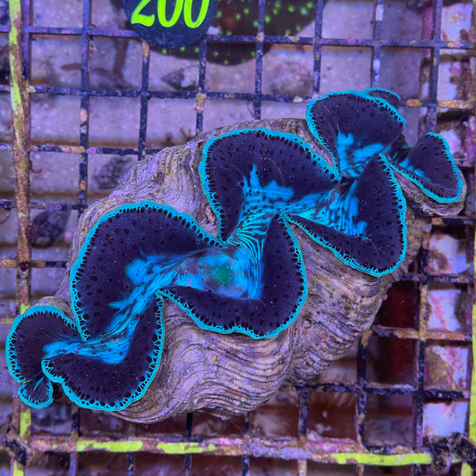 Maxxima Clam Ultra Grade 5.5"