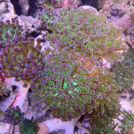Overstock-  Purple and Green Hammer Corals