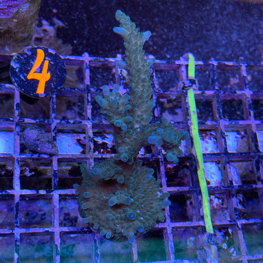 Purple Tricolor Valida