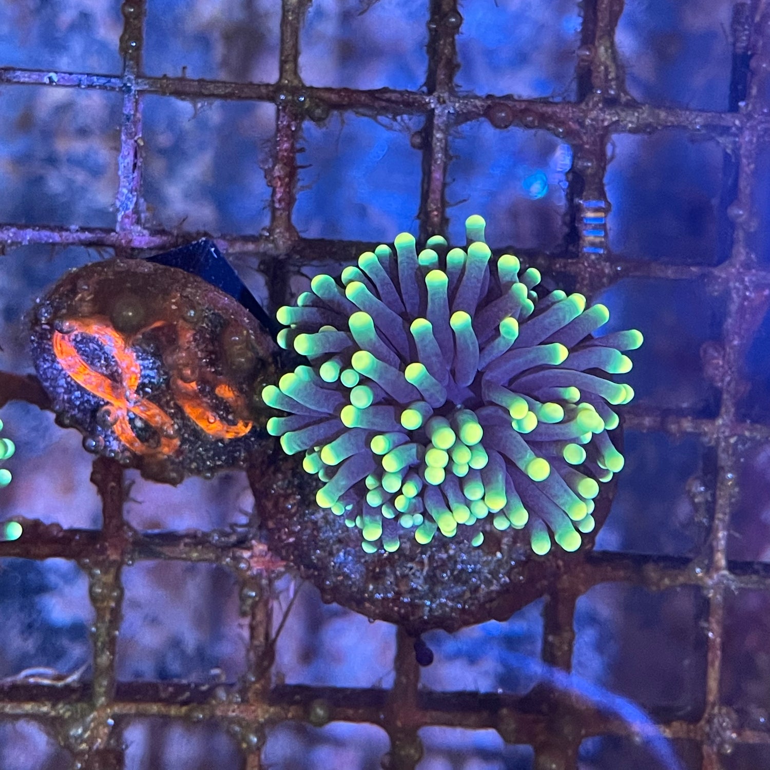 Shop Livestock Richmond Aquarium