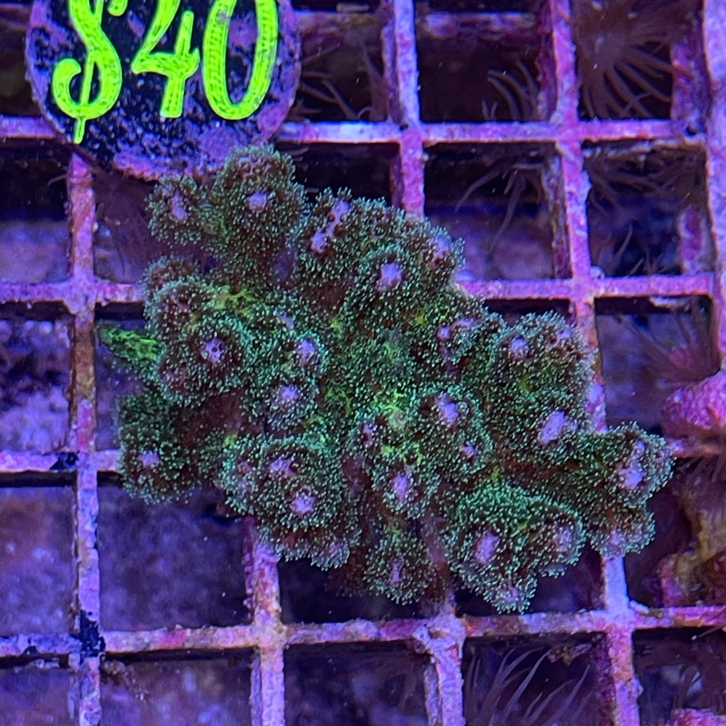 Poccilipora Frag