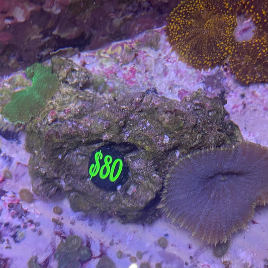 Green and Purple Mushroom - Combination Rock