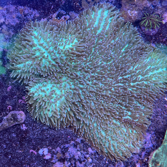 Tongue Coral