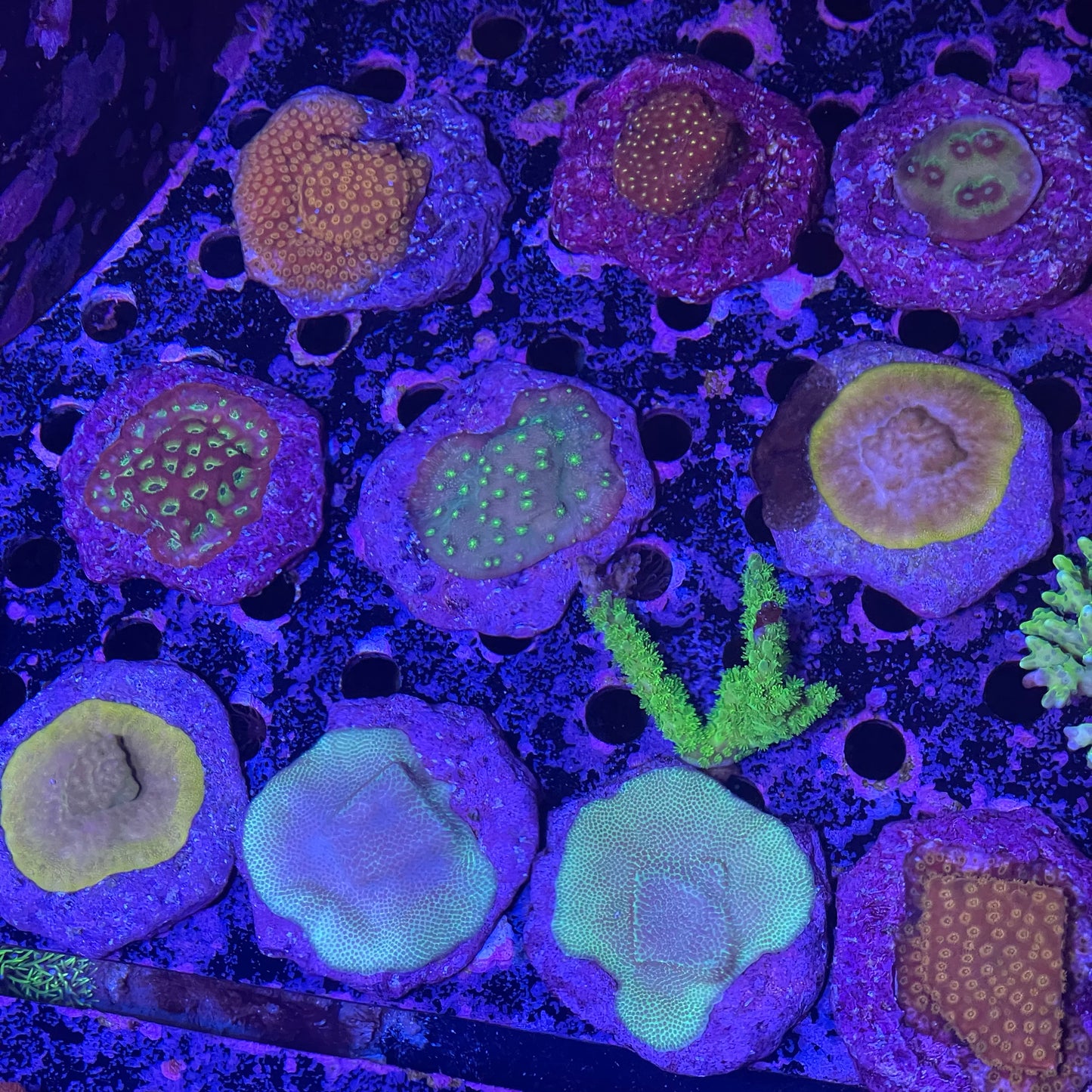 Assorted Frags