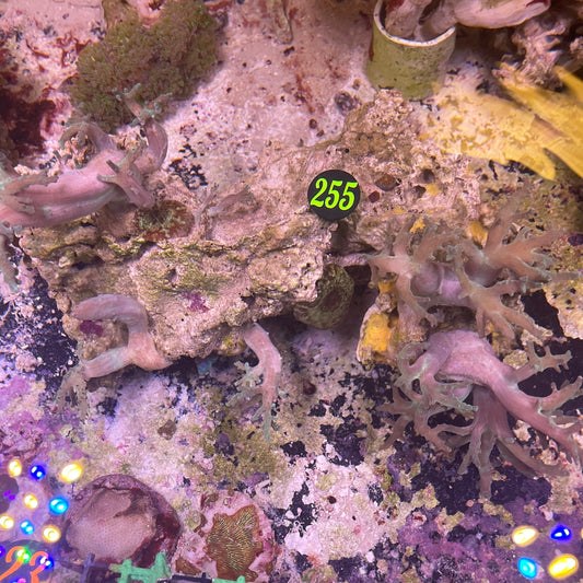 Green Sinularia & Mushroom- Combination Rock