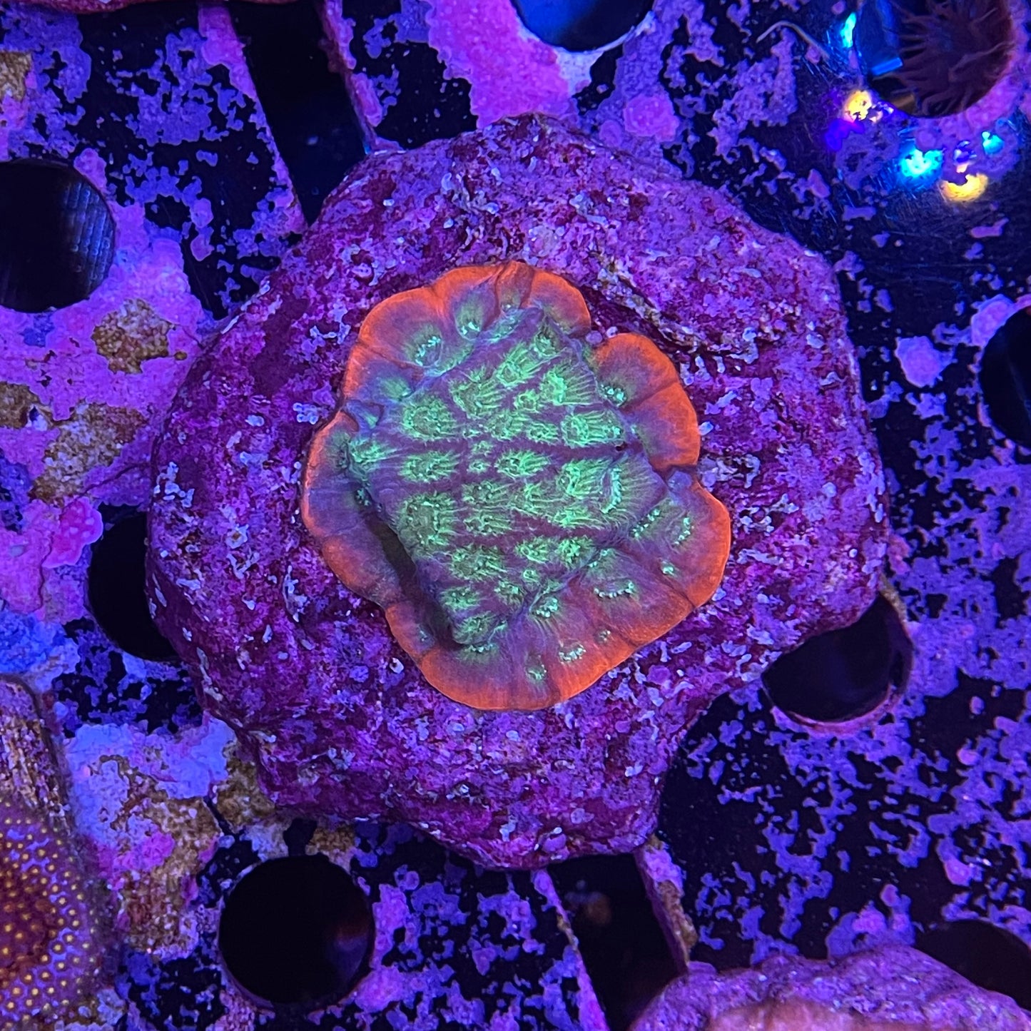 Assorted Frags