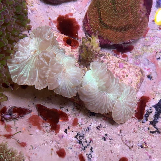 Fox Coral Colony