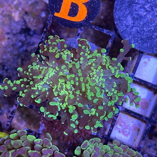 Indo Gamma Ray Branching Frogspawn Frag