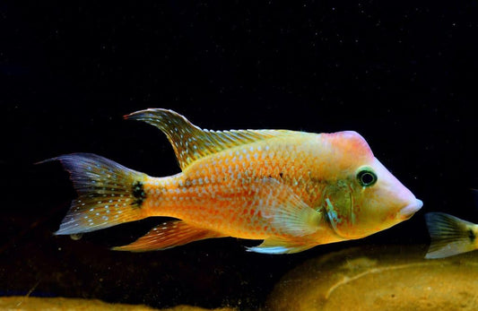 Red Hump Geophagus Choco Cichlid