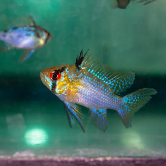 Cichlid Ram German Blue Reg.