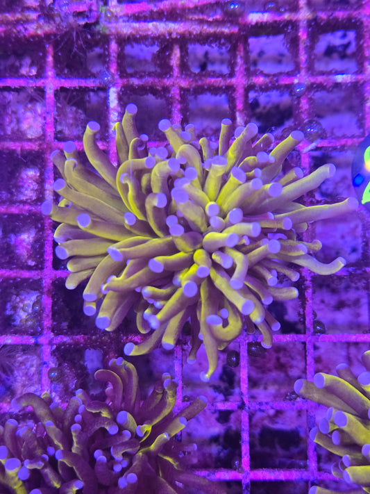 Gold/Yellow Torch Single Head