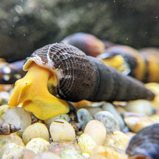 Gold Rabbit Snail