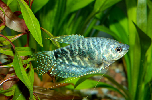 Gourami Mixed Reg.