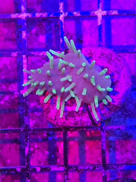 Green Toadstool Leather Frag