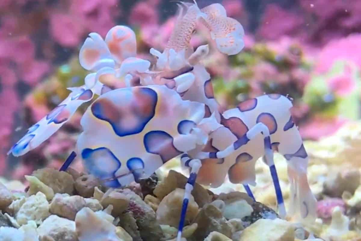 Harlequin Shrimp XLG