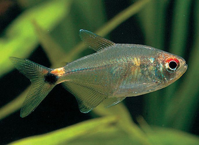 Head and Tail Light Tetra