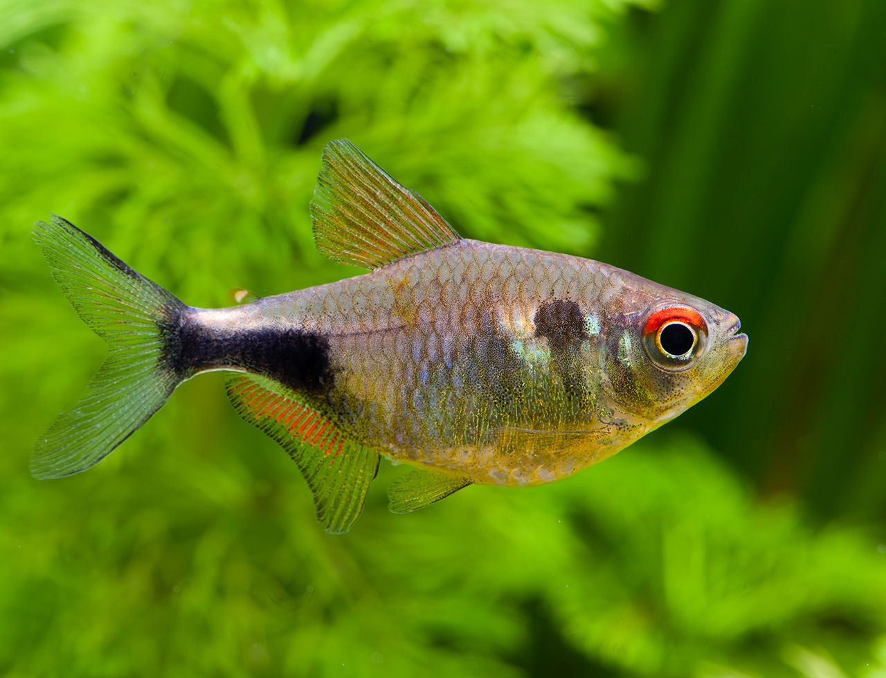 Pulcher Tetra