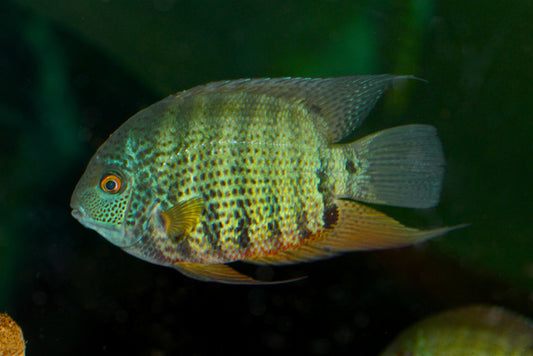 Turquoise Severum Efasciatus Lg