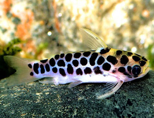 Catfish Tatia Honeycomb Reg