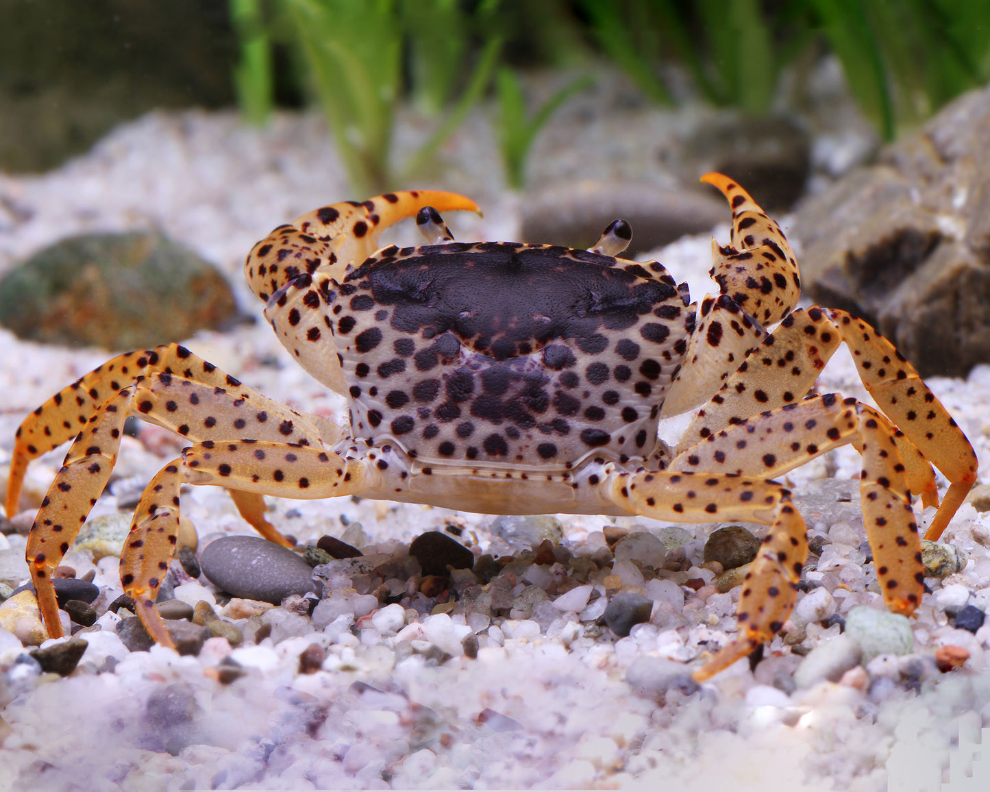 Panther Crab Sulawesi