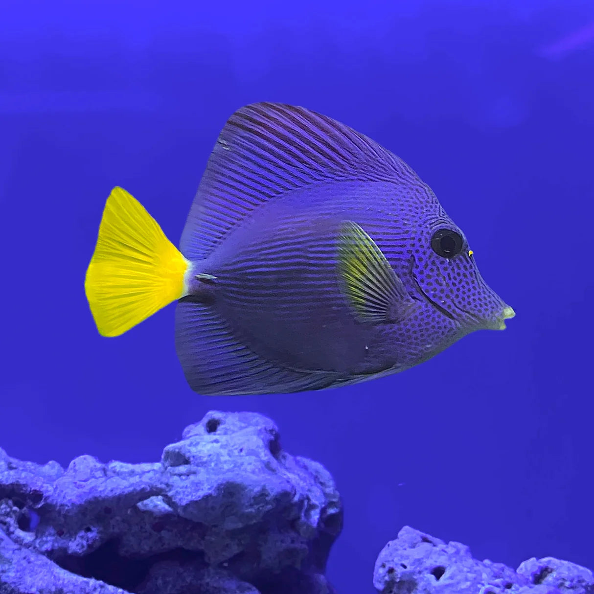 Purple Tang Med