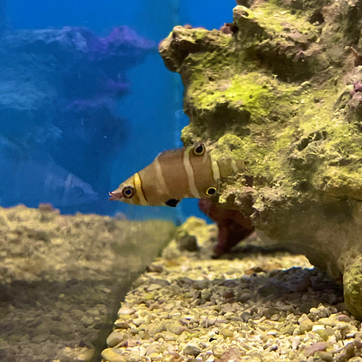 Yellow Banded Possum Wrasse