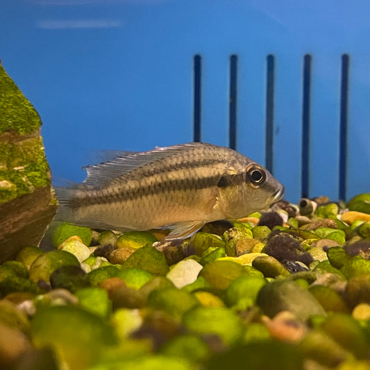 Geophagus Jurupari Cichlid Med