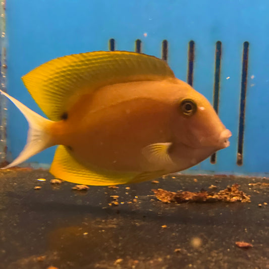 Orange Fin Tominiensis Tang Md/Lg