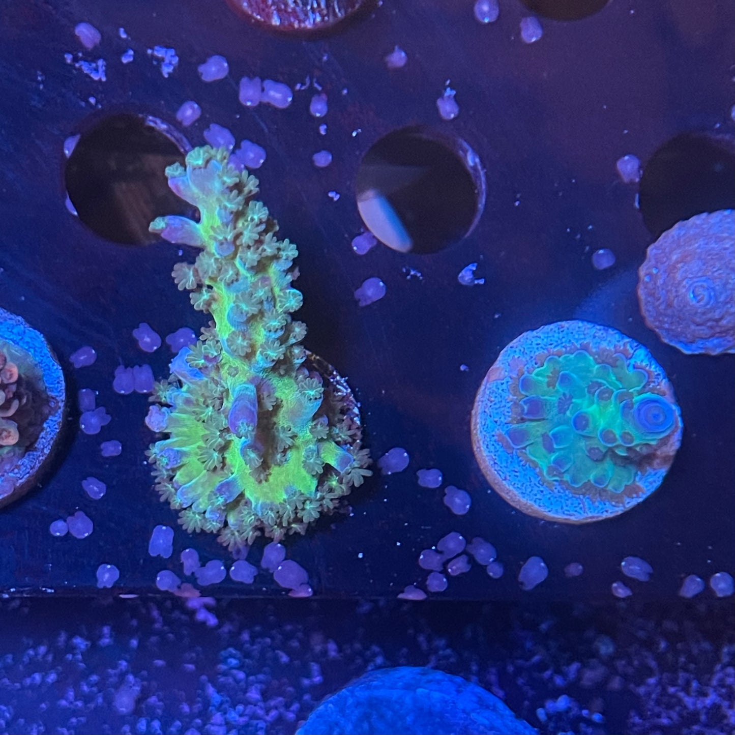 Acro Frag