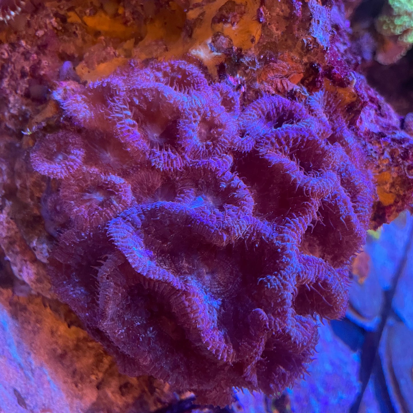 Blastomussa Ultra Large - Blasto Purple Colony