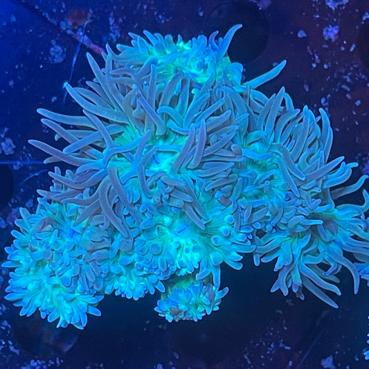 Duncan Colony