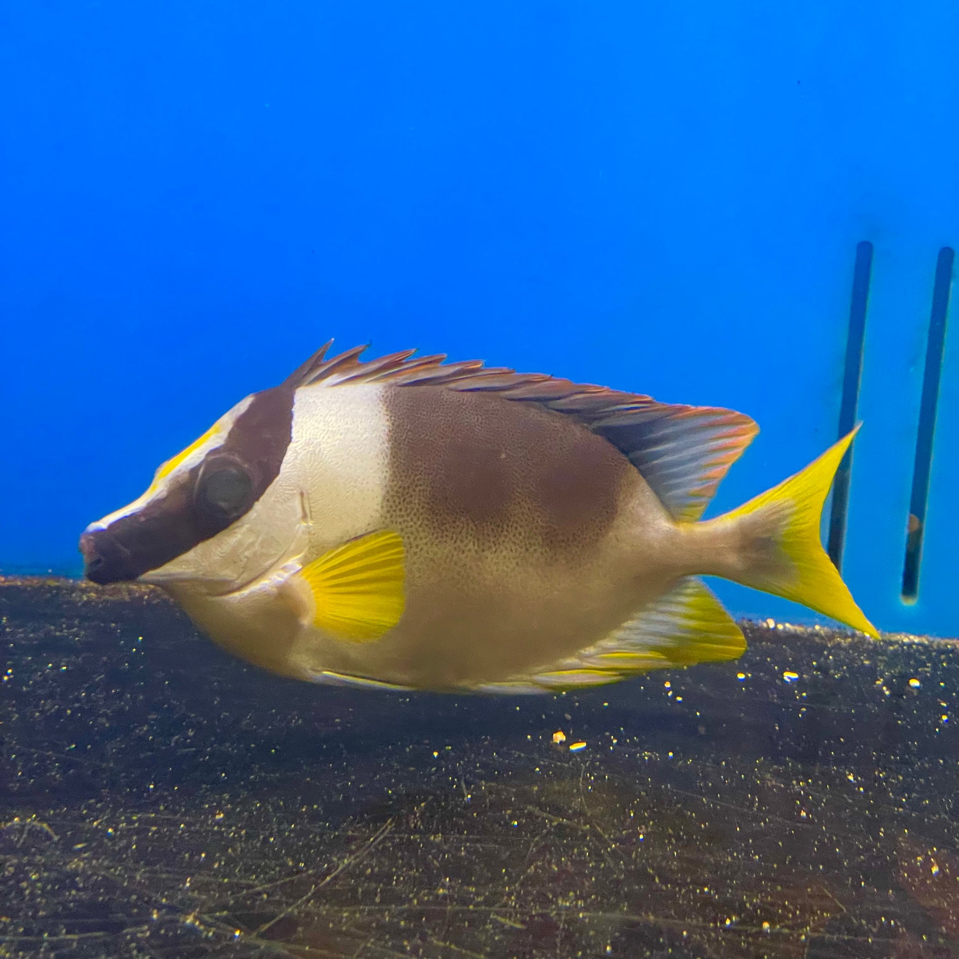 Foxface Metallic Rabbitfish Med/Lg – Richmond Aquarium