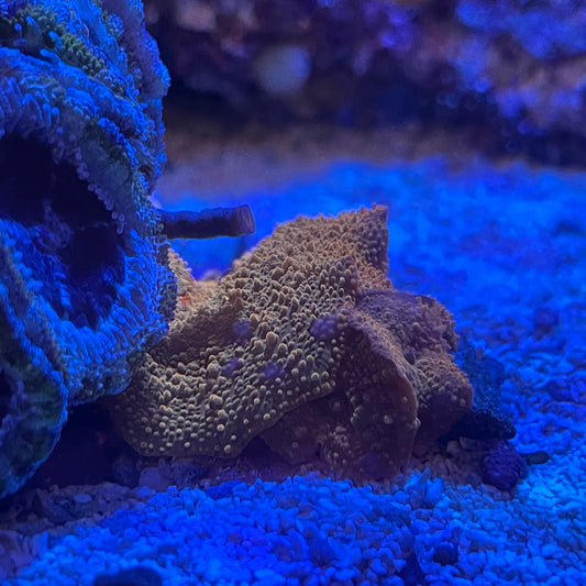 Mushroom Bullseye Yellow Colony