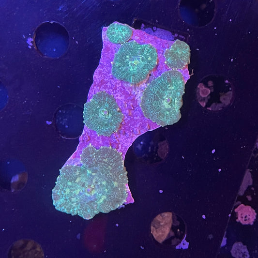 Neon Disco- Mushroom Colony