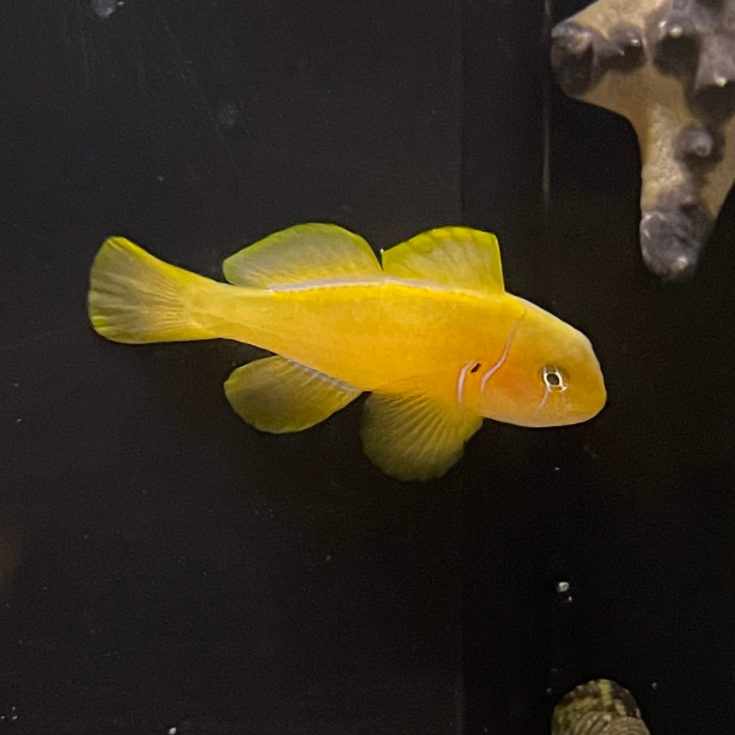 Clown Goby Yellow
