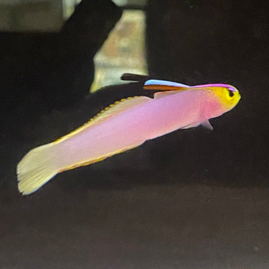 Helfrich's Firefish Goby