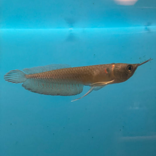 Silver Arowana Med