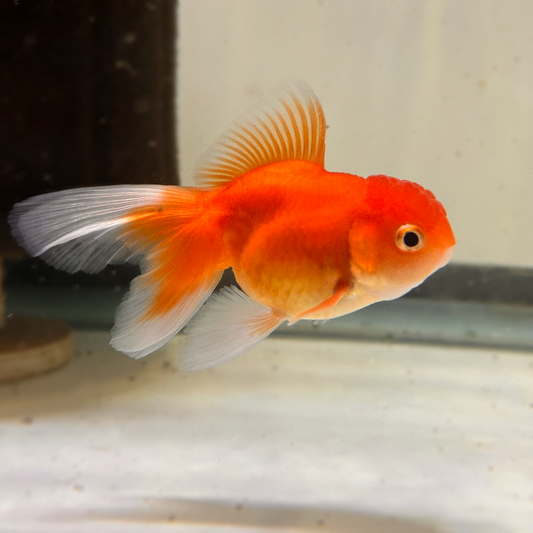 Oranda Assorted