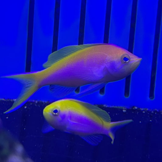 Bartlett's Anthias Male Mar Is