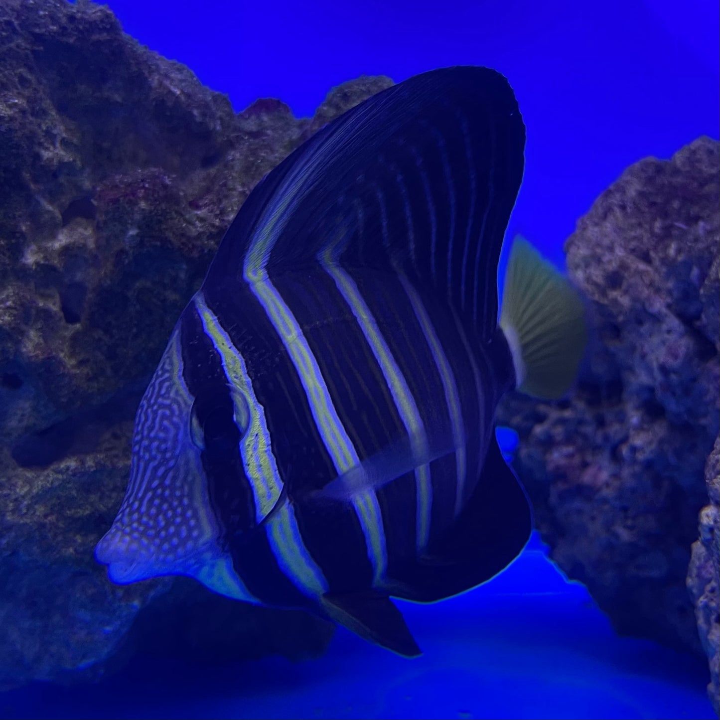 Tang Sailfin Desjardinii Med/Lg