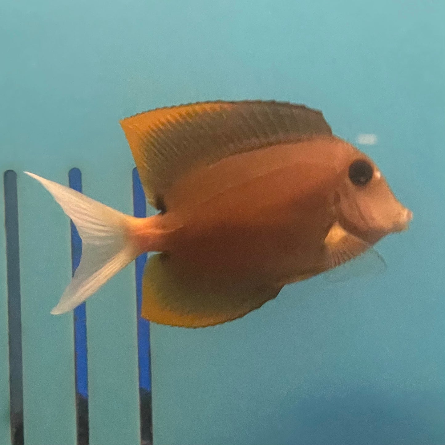 Orange Fin Tominiensis Tang Lg
