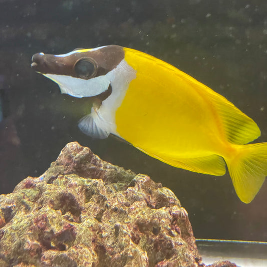 Foxface Rabbitfish Lg.